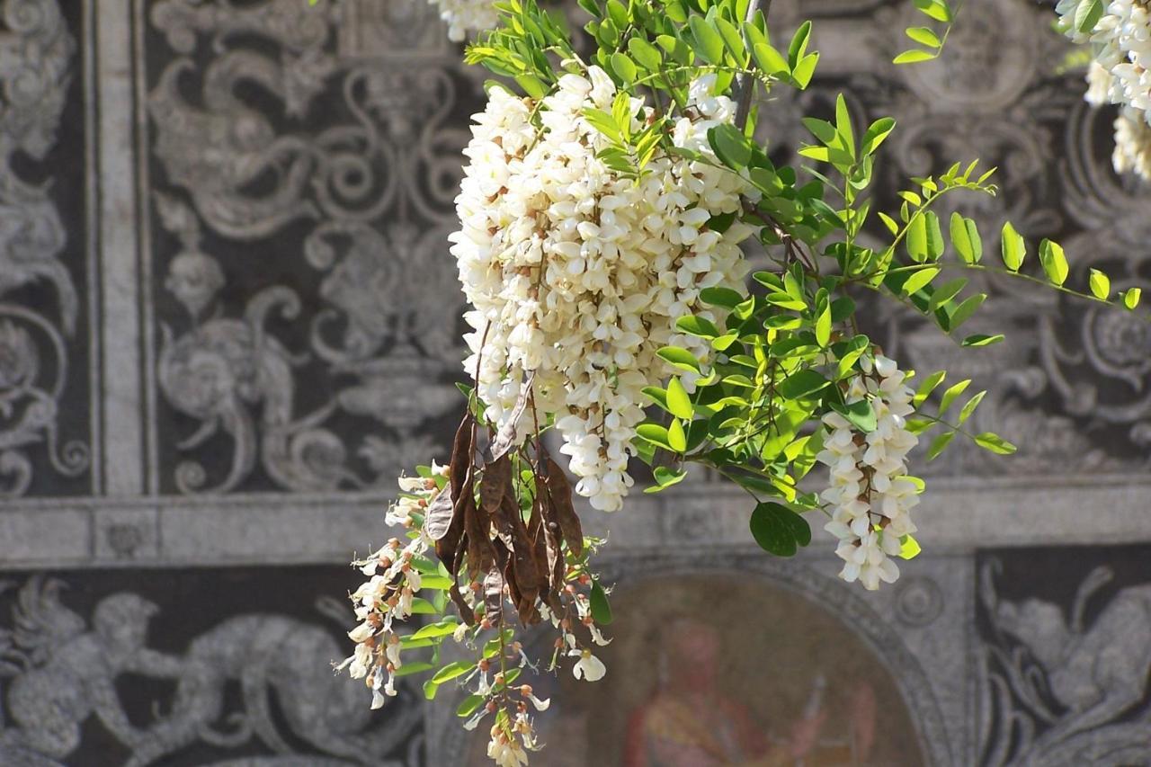 Appartement Acacia Firenze - Primula Extérieur photo